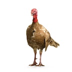 Benchmark Email 2011 Thanksgiving Support Hours